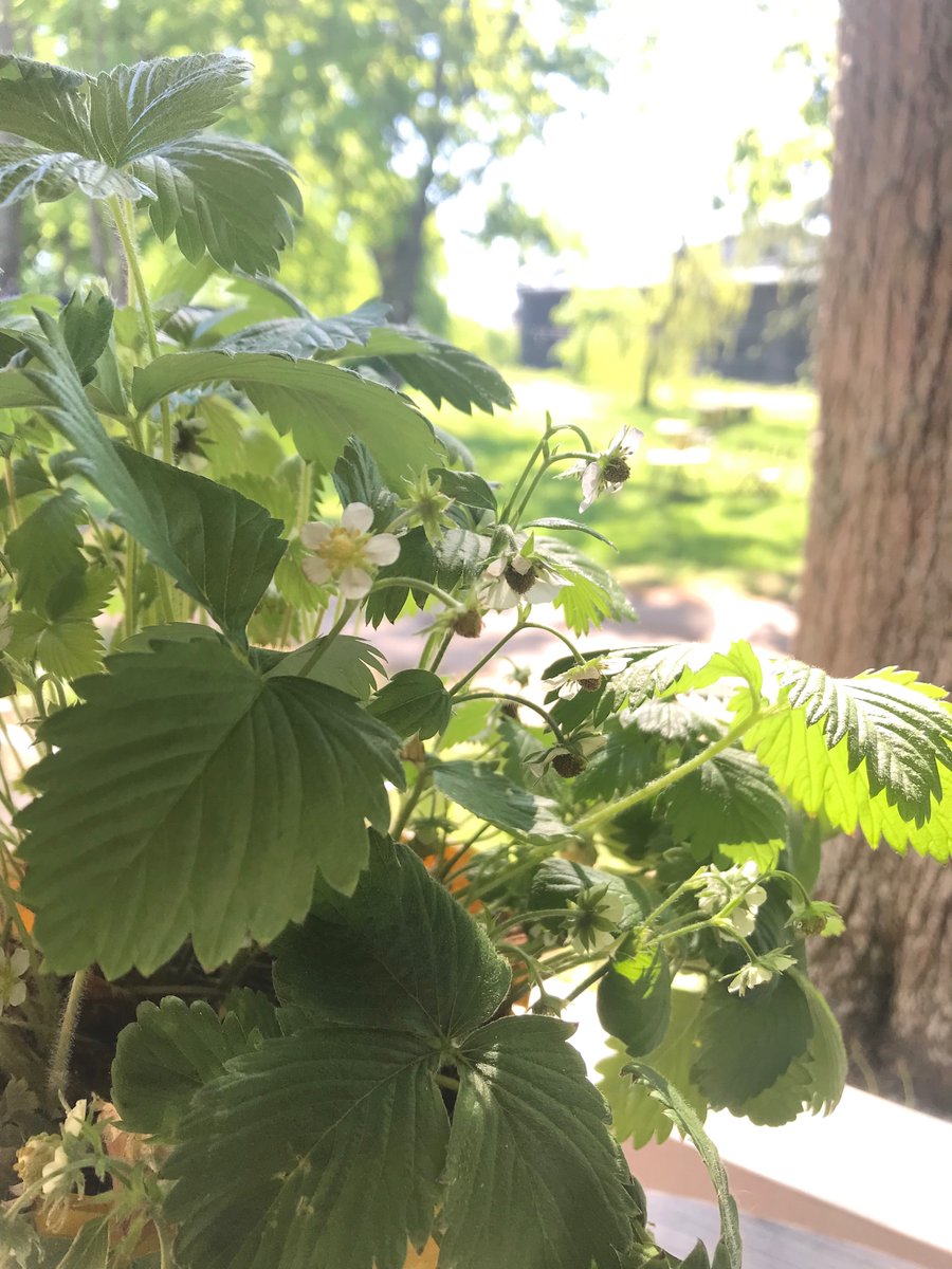 Šodien pie mums ir lieliska diena. Laiks skaistai dzīvei pie jūras! Zemenes arī drīz būs.