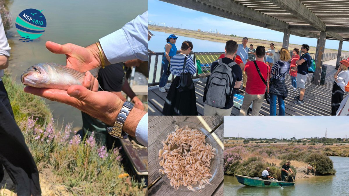 MSP4BIO_Project tweet media