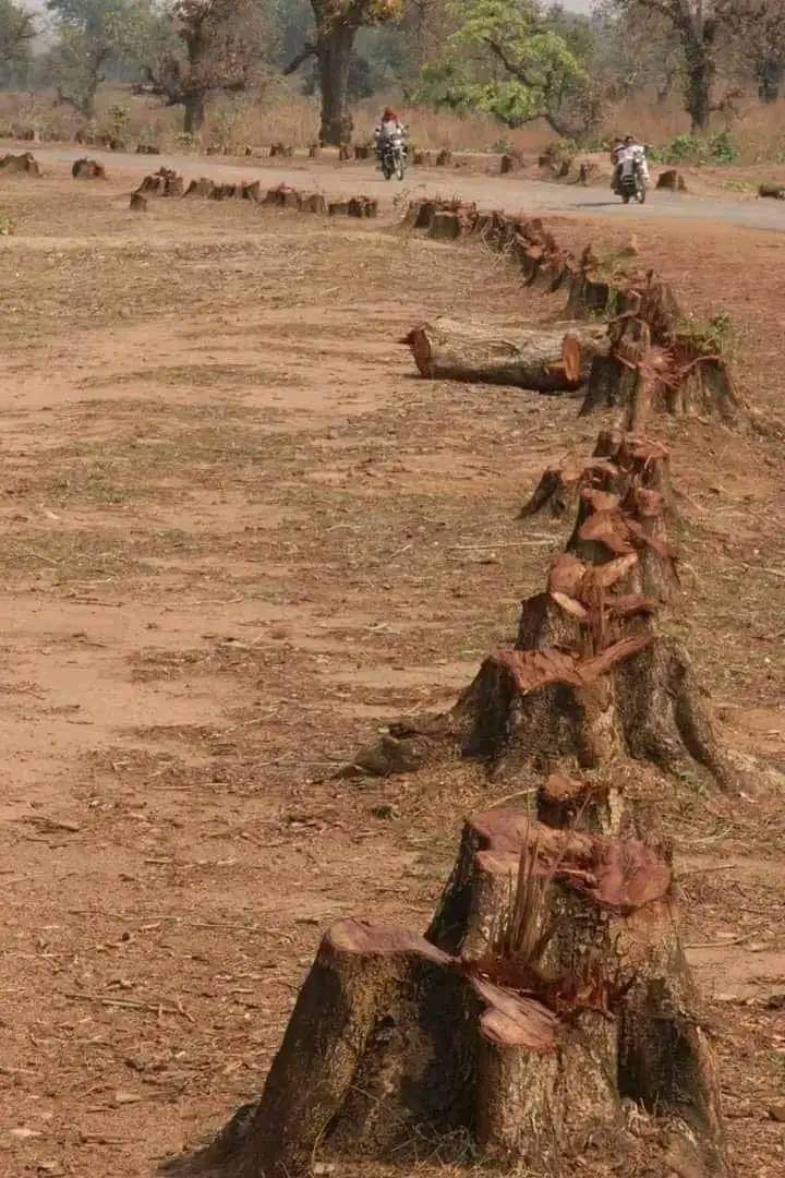 आम, नीम, पीपल, बरगद जैसे बड़े पेड़ काटकर..
#घर में #मनीप्लांट की #झाड़ लगाने वाली #मानवजाति को #भीषण_गर्मी की शुभकामनाएँ.

@nitin_gadkari जी अबतक  लगभग 94k  किलोमीटर रोड बना चुके , रोड किनारे कितने पेड़ लगवाए ? @narendramodi
 @TreePlantations