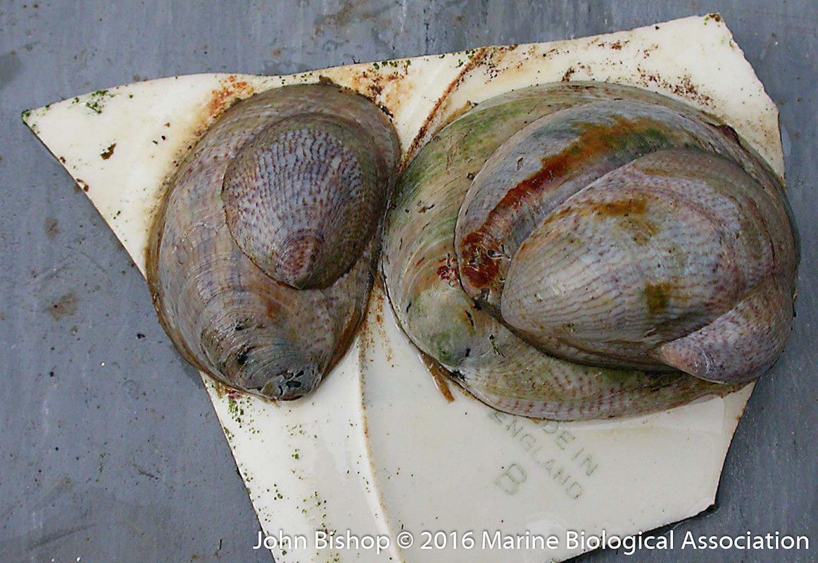 Finishing #InvasiveSpeciesWeek with the slipper limpet. Slipper limpets form a stack with the largest limpet at the bottom being female and the ones above being male, when the female dies the largest male will change into a female! Share sightings on @inaturalist or via DASSH