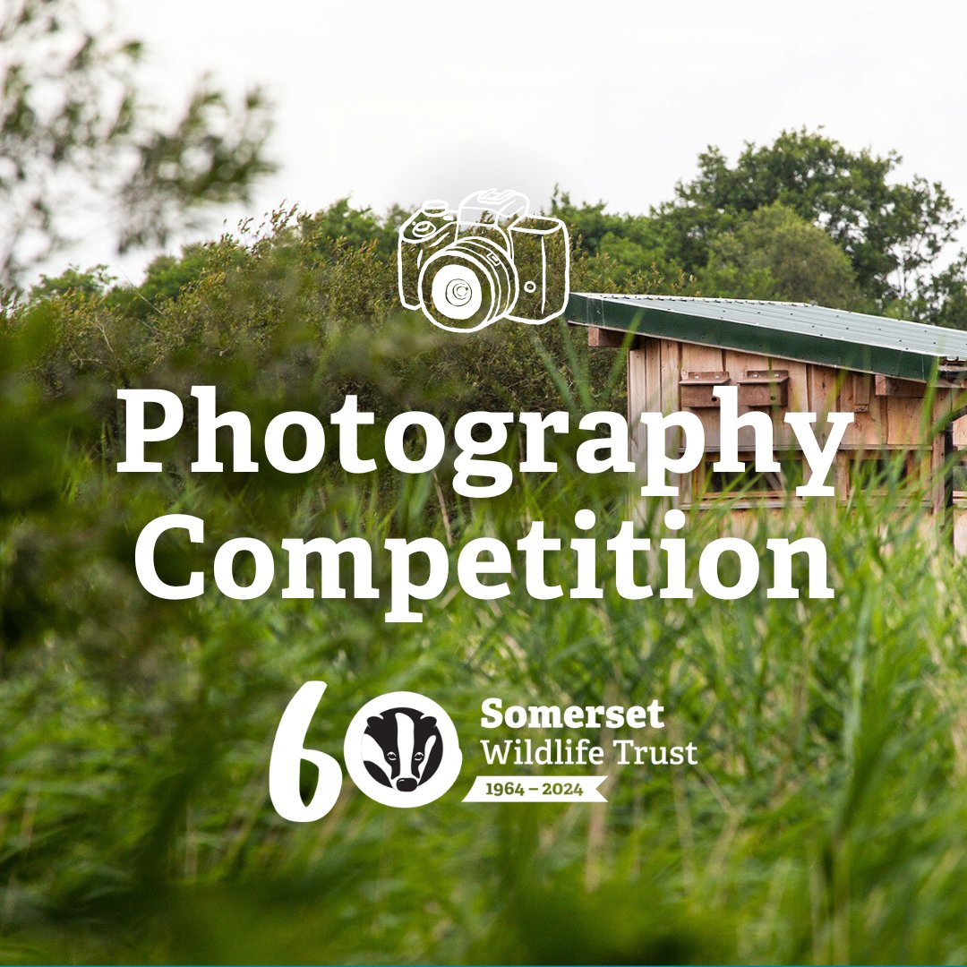 Did you know we have a category in our photography competition reserved for pictures of our nature reserves? 📸 Celebrate #NNRWeek by exploring a reserve near you and taking pictures as you go! Submit your entries here: somersetwildlife.org/photo-competit… #60YearsOfSWT #PhotoCompetition