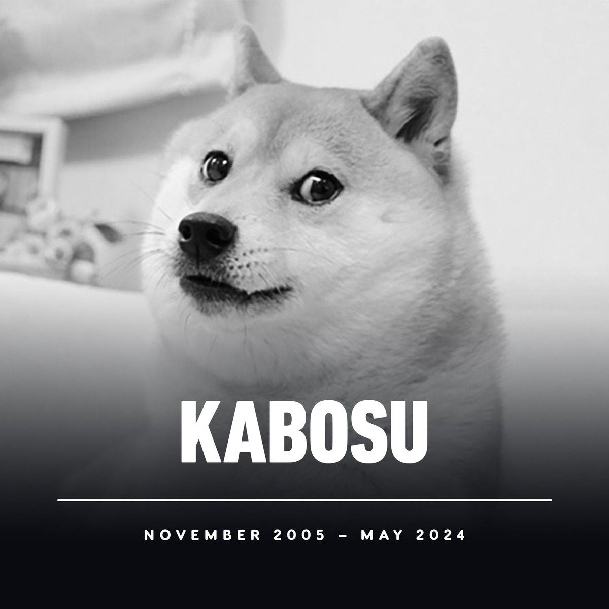 Kabosu, the iconic Shiba Inu that inspired countless Doge memes, has died aged 18.