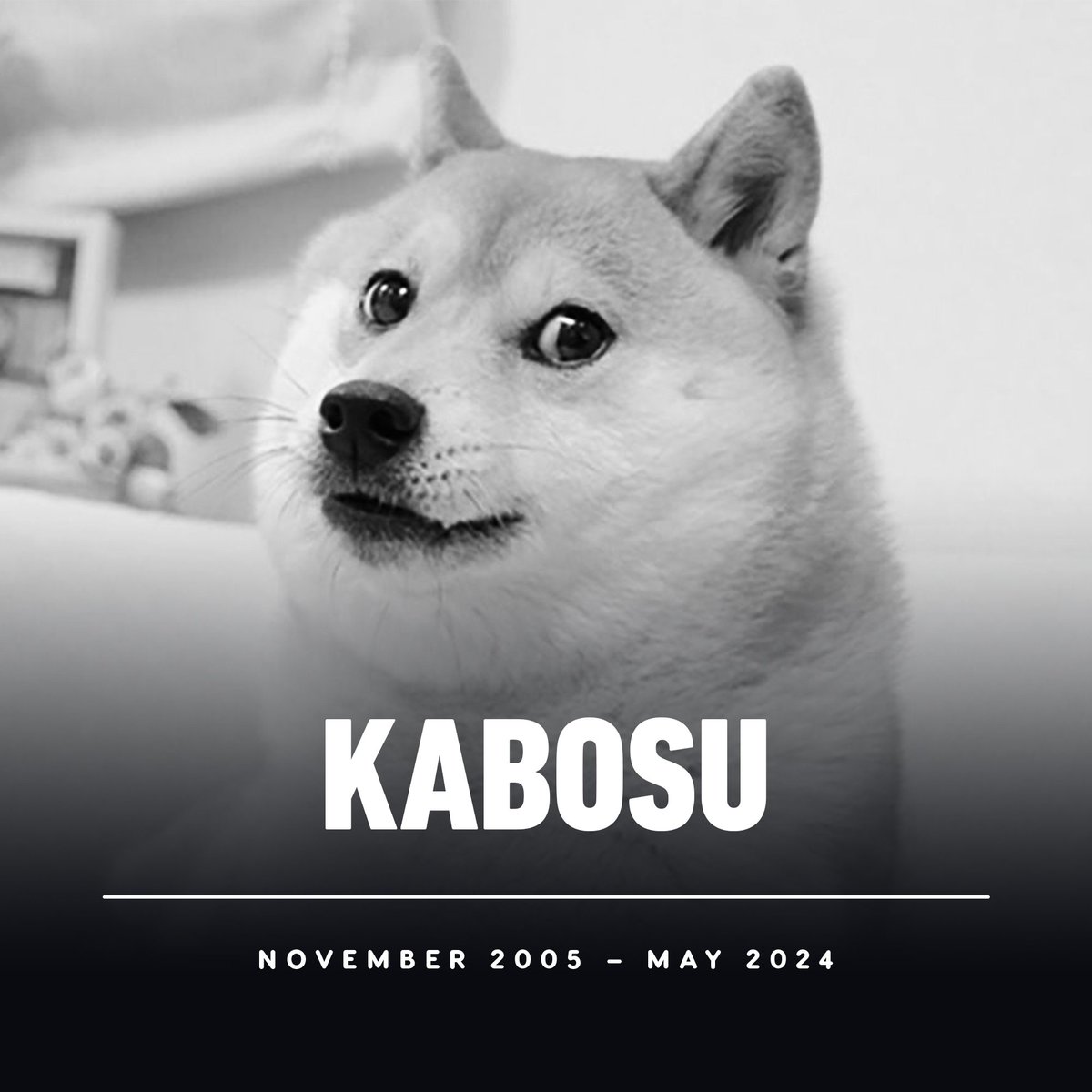 Kabosu, the iconic Shiba Inu that inspired countless Doge memes, has died  aged 18.