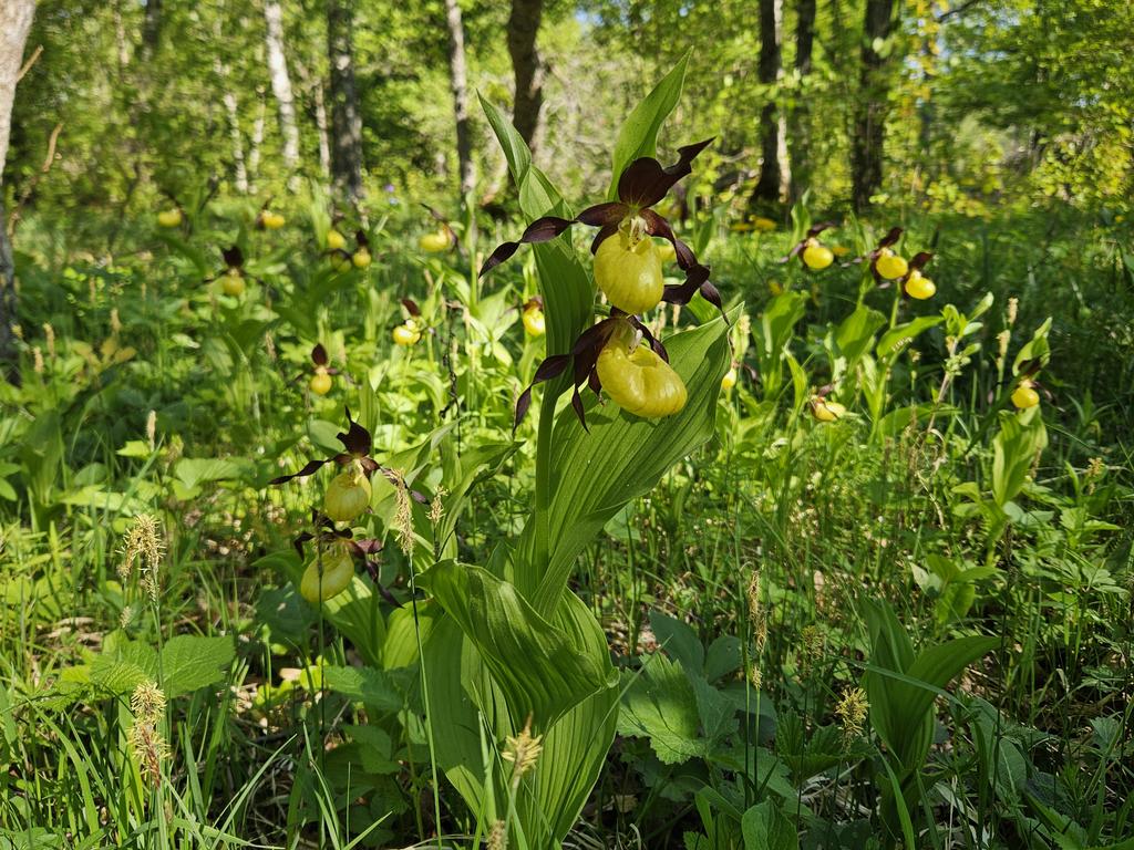 Plant Ecology UT tweet media