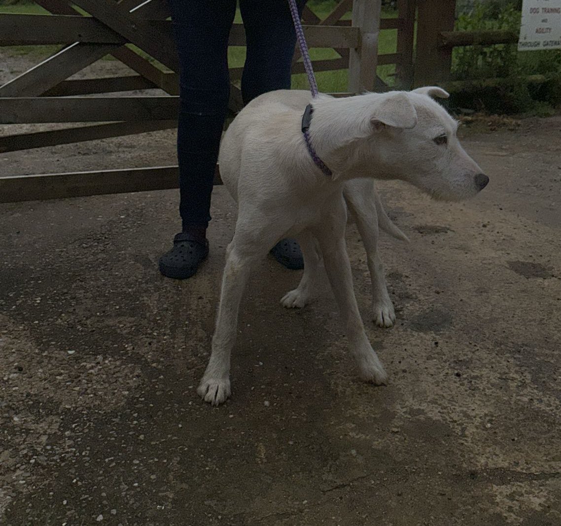 Bowie, Larry and Isobel have just arrived at their Uk rescue. Such a long journey for them. Looking forward to seeing them settle in and get their families ❤️❤️❤️ They look a bit unsure now but won't for long ❤️❤️