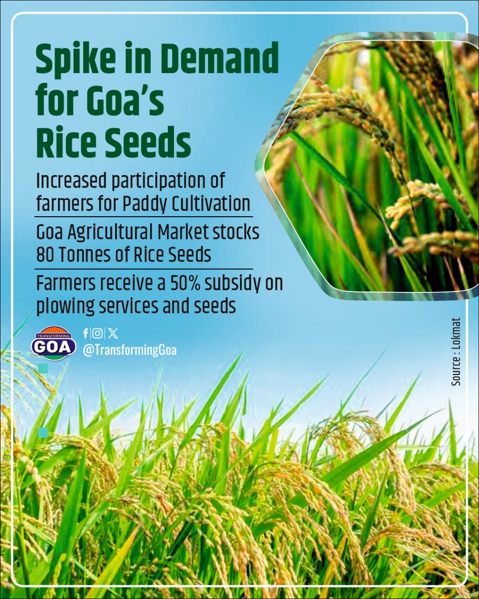 Spike in Demand for Goa’s Rice Seeds #goa #GoaGovernment #TransformingGoa #bjym #bjymgoa #GoaAgriculture #RiceFarming #PaddyCultivation #FarmersSupport #AgriculturalSubsidy #RiceSeeds #GoaFarmers #SustainableFarming #AgriculturalGrowth #FarmersWelfare #RiceProduction