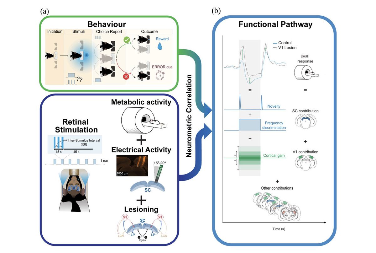 Brain & Neuroscience Advances (@bnajournal) on Twitter photo NEW: Journal Club. Matthew Bailey et al (<a href="/CamNeuro/">Cam Neuroscience</a>) review Rita Gill's (<a href="/ChampalimaudF/">ChampalimaudF</a>) research that used behaviour analysis, fMRI, EEG, and causal interventions to identify a brain region involved in rats' transition from static to dynamic visual states. journals.sagepub.com/doi/10.1177/23… NEW: Journal Club. Matthew Bailey et al (<a href="/CamNeuro/">Cam Neuroscience</a>) review Rita Gill's (<a href="/ChampalimaudF/">ChampalimaudF</a>) research that used behaviour analysis, fMRI, EEG, and causal interventions to identify a brain region involved in rats' transition from static to dynamic visual states. journals.sagepub.com/doi/10.1177/23…