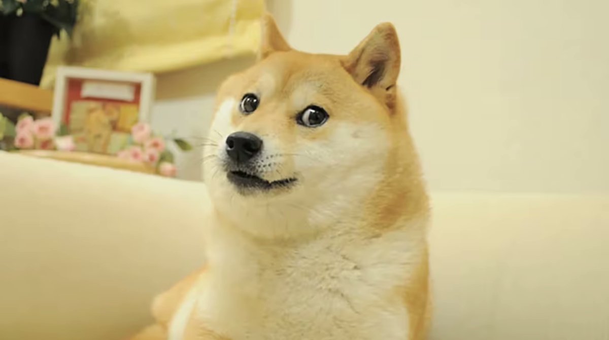 RIP Kabosu, the iconic memecoin icon behind @dogecoin 🐶✨ Your adorable face brought smiles and sparked a crypto revolution. Your legacy lives on the blockchain ⛓️ Deposit Dogecoin with #Bitrue 👉 bitrue.com/trade/doge_usdt