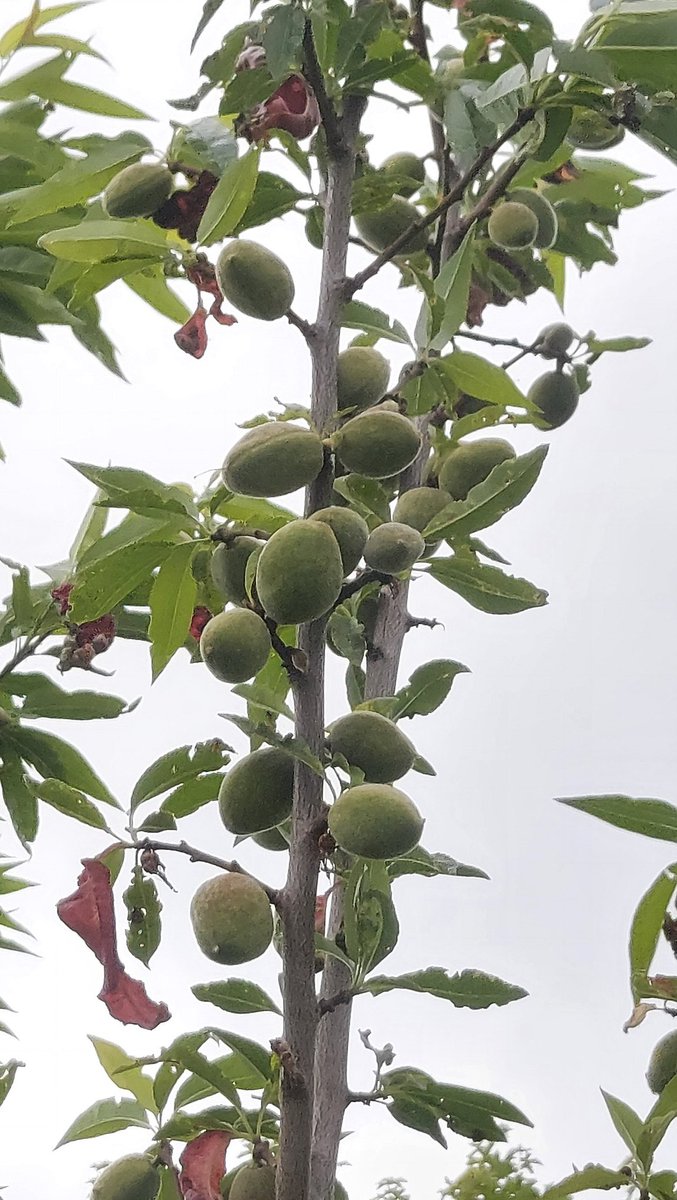 Almond 'Ingrid'. My two 4 year old trees are heaving with nuts for the first time. The gorgeous pink blossom appears in mid February & the lack of severe early spring frosts has resulted in a bumper crop. Beyond excited.