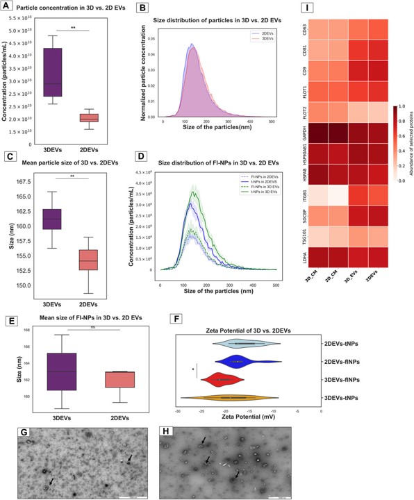 Alireza Fazeli @sheffielduni et al cultivated trophoblast analogue cells in both 2D and 3D to study how the cell growth environment affects the physical, biochemical, and cellular signaling properties of the EVs they produce
frontiersin.org/articles/10.33…
#extracellularvesicles #exosome