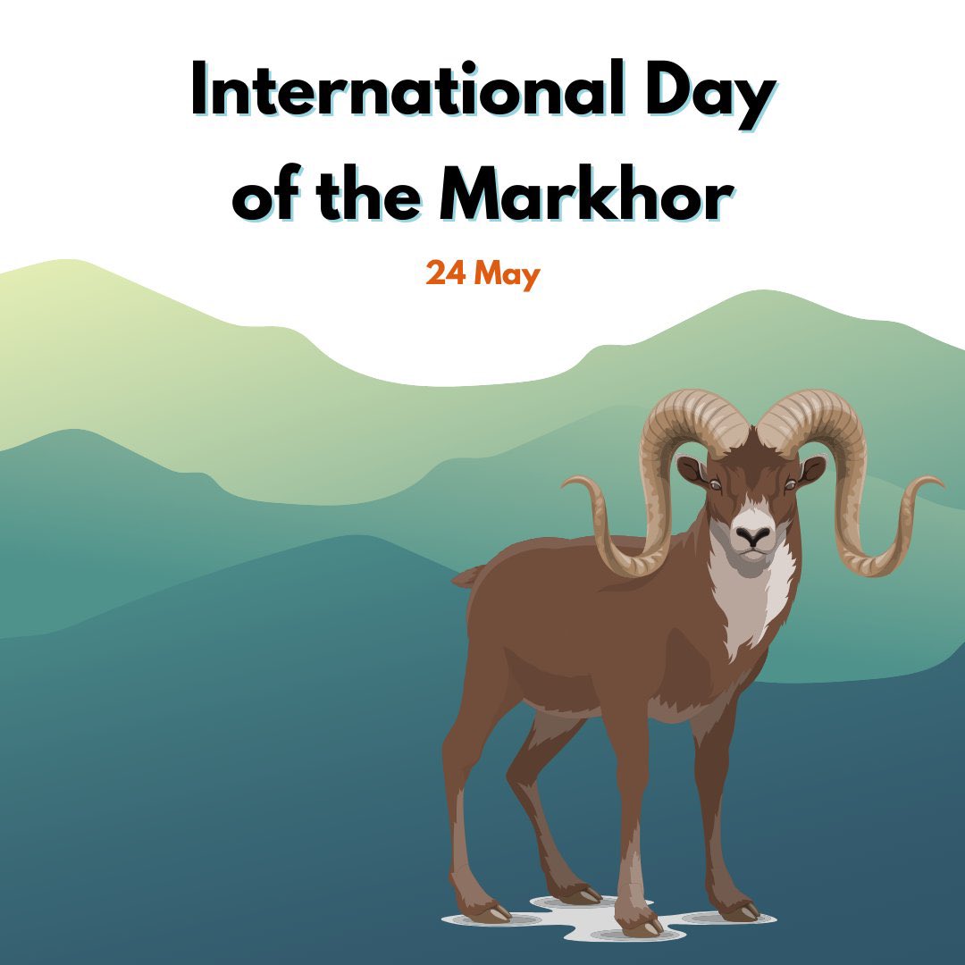 آج دنیا کا پہلا “عالمی دن برائے مارخور” منایا جا رہا ہے جو ہر سال 24 مئی کو منعقد ہو گا۔ مارخور پاکستان کا قومی جانور ہے۔