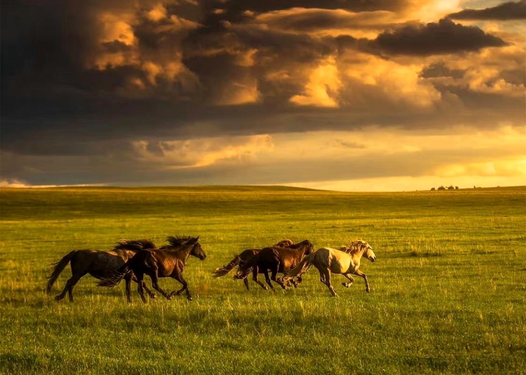 绿海连天，内蒙古科尔沁大草原