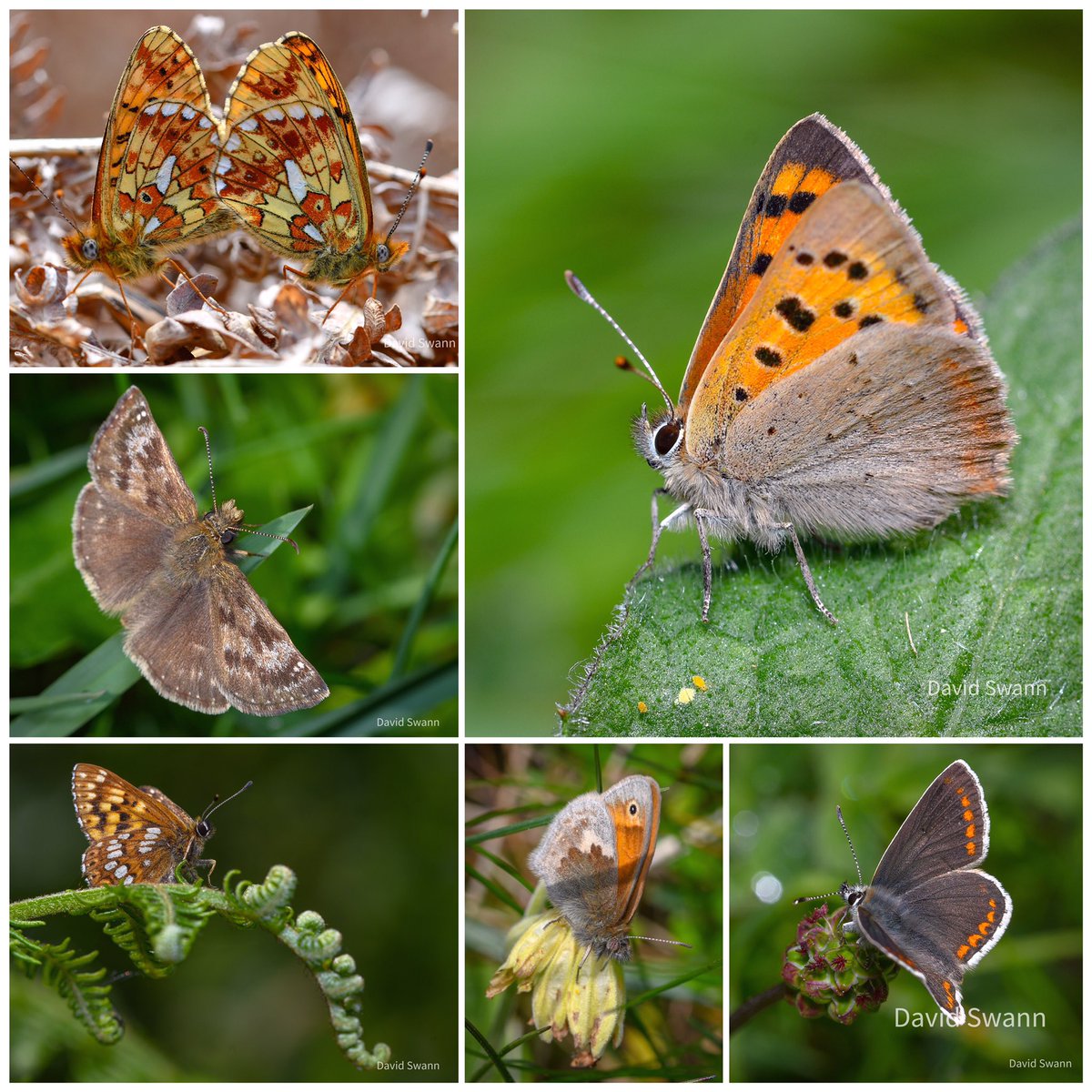 The butterfly photos I have shared recently. Clockwise from top left; Pearl Bordered Fritillaries, Small Copper, Brown Argus, Small Heath, Duke Of Burgundy and Dingy Skipper. @YorksWildlife @WoodlandTrust @savebutterflies @BC_Yorkshire @NorthYorkMoors