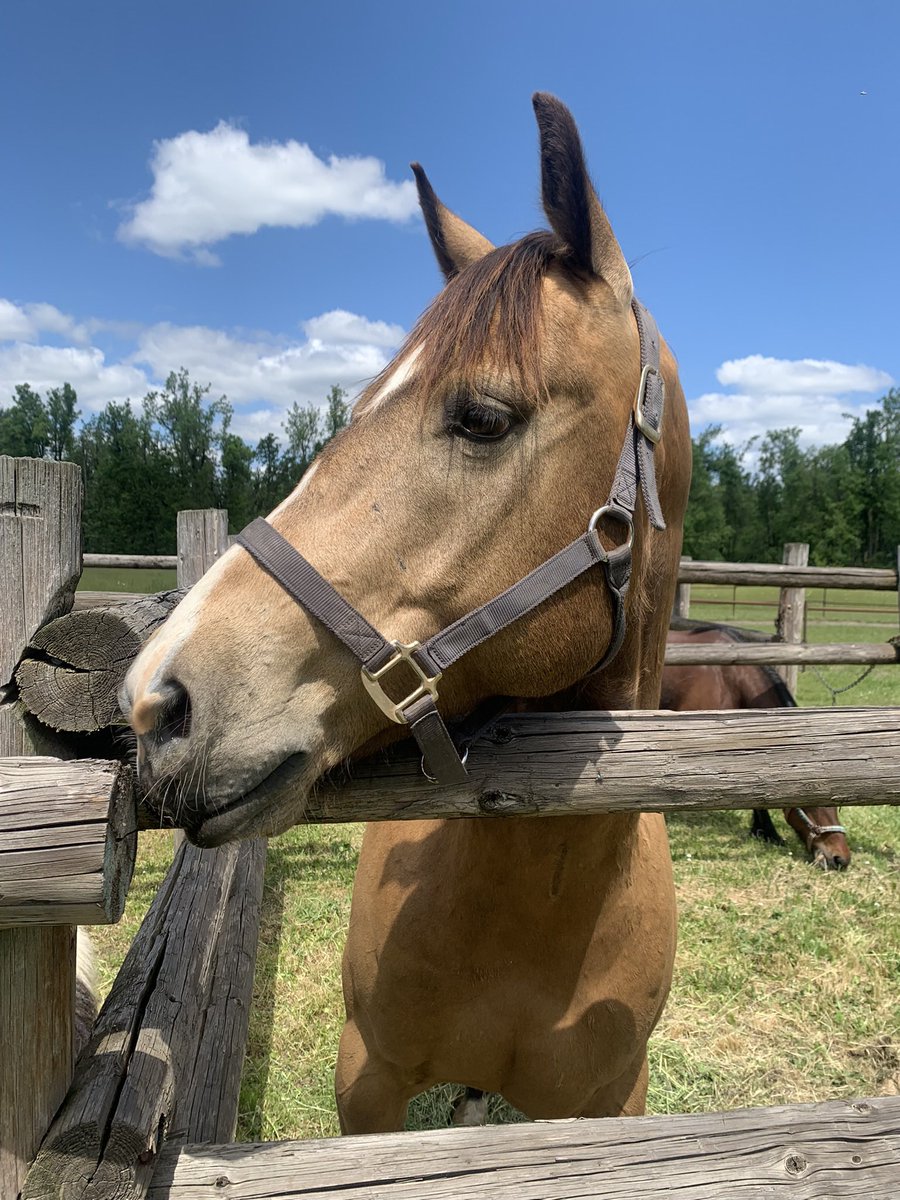 his name is Chicago Jack ❤️