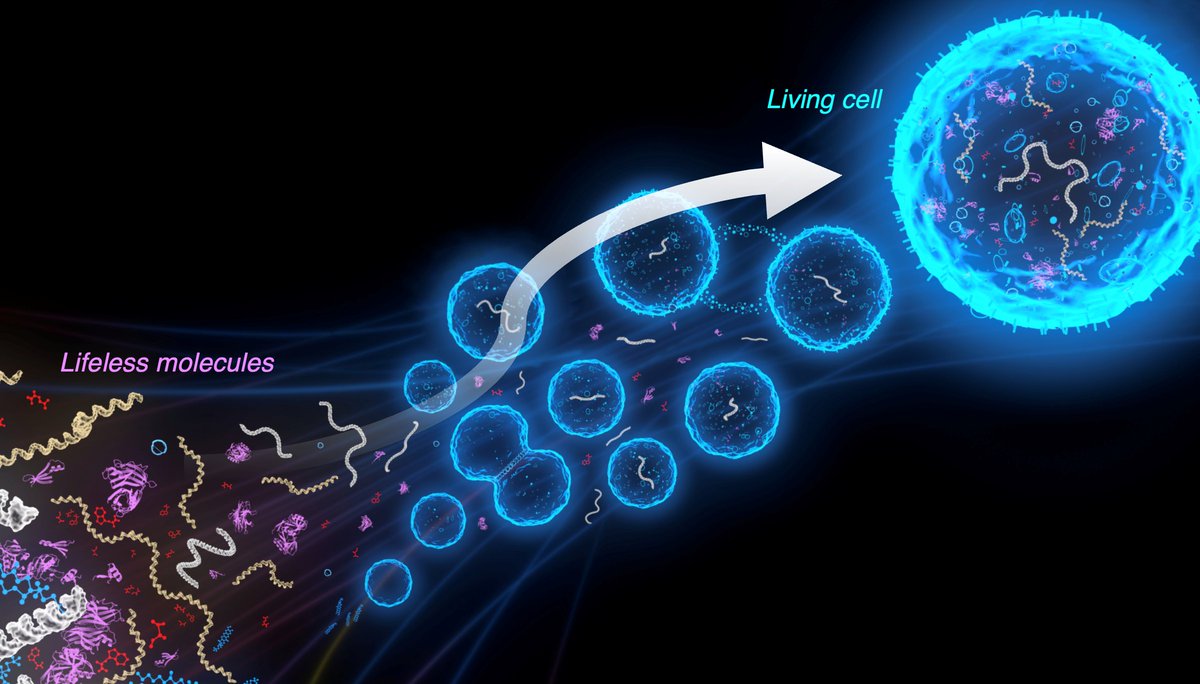TU Delft (@tudelft) on Twitter photo A research team, led by the TU Delft, aims to build a living synthetic cell from lifeless biomolecules, using laboratory evolution and artificial intelligence for the first time.
👉Read more here: edu.nl/yp3va A research team, led by the TU Delft, aims to build a living synthetic cell from lifeless biomolecules, using laboratory evolution and artificial intelligence for the first time.
👉Read more here: edu.nl/yp3va