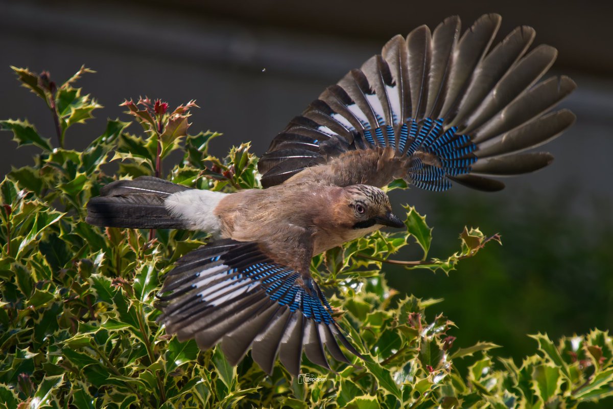 epicjoan1's tweet photo. Gaig (Garrulus glandarius) @OMSYSTEMcameras @esolympus @Natures_Voice #BigGardenBirdWatch #BIRDSTORY
@SEO_BirdLife #BirdsSeenIn2024 #Birds #BirdsPhotography #birdwatching #photography #birding #fotografiadeaves #TwitterNatureCommunity #omsystemes https://t.co/5d7o9HeymM