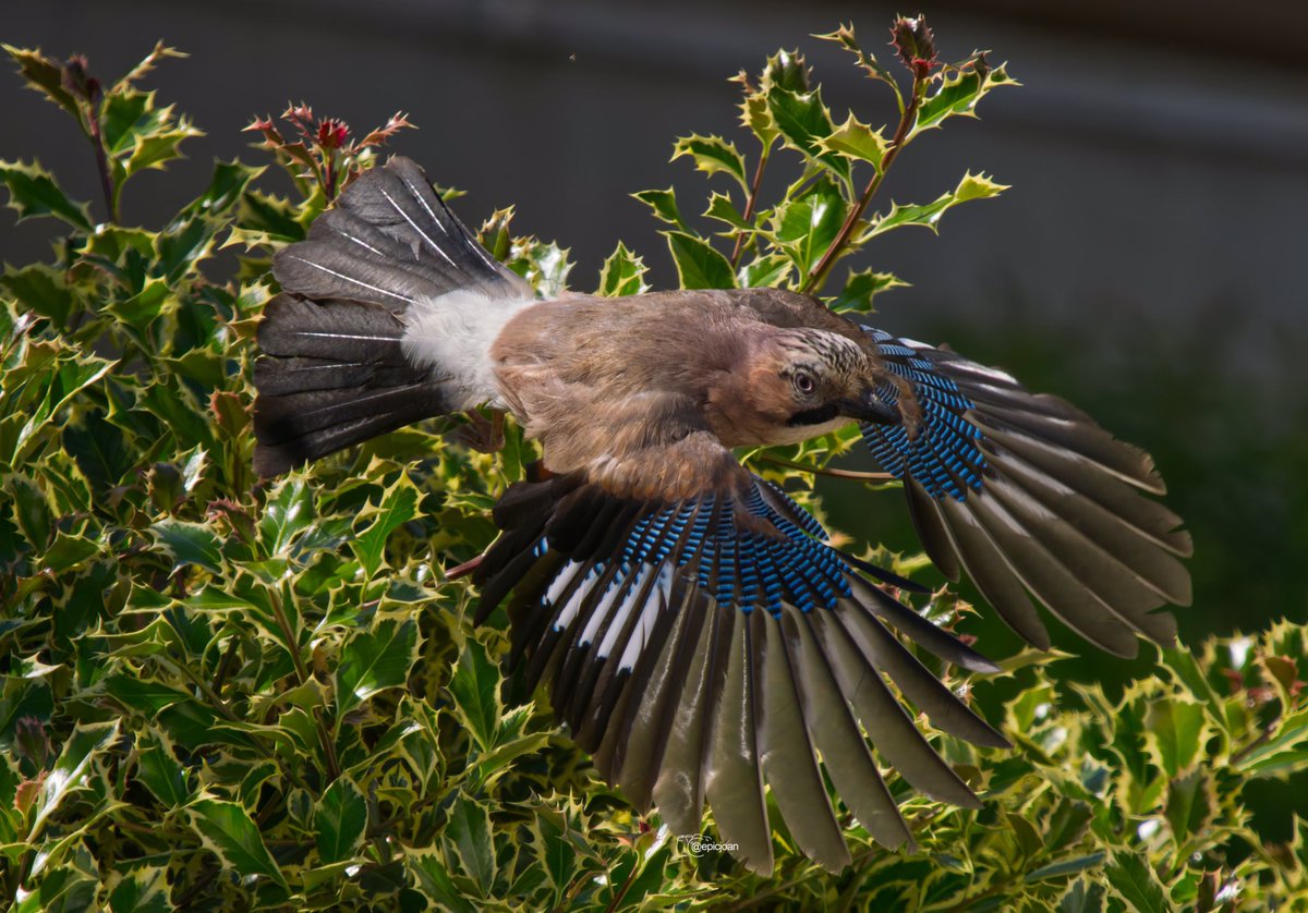 epicjoan1's tweet photo. Gaig (Garrulus glandarius) @OMSYSTEMcameras @esolympus @Natures_Voice #BigGardenBirdWatch #BIRDSTORY
@SEO_BirdLife #BirdsSeenIn2024 #Birds #BirdsPhotography #birdwatching #photography #birding #fotografiadeaves #TwitterNatureCommunity #omsystemes https://t.co/5d7o9HeymM