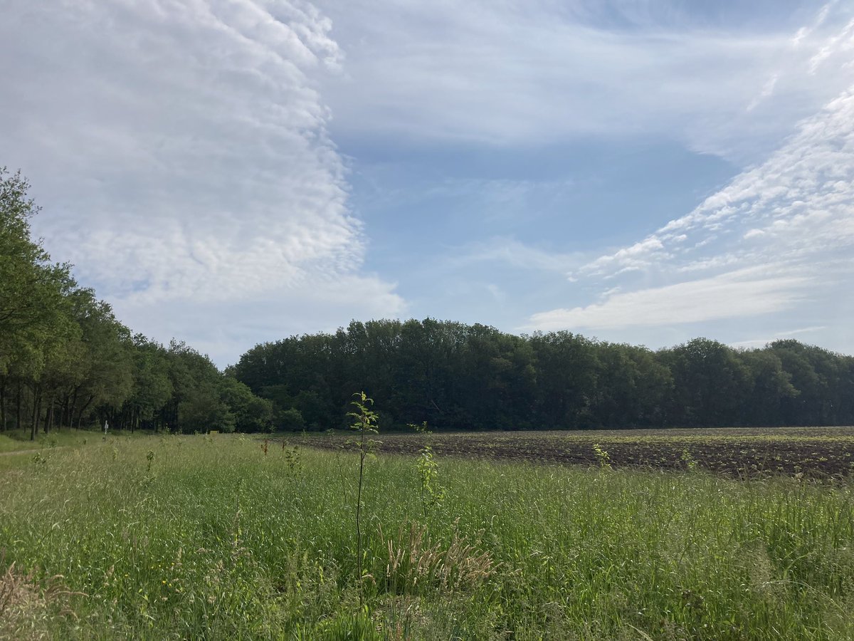 Kansen zien en pakken. Melkveehouderij Post uit Nieuweroord heeft via <a href="/ANDrenthe/">Agr. Natuur Drenthe</a> #struweel, #bomen en #haag aangeplant. Dit is gedaan in de zone tussen #natuur en #landbouw. 

#biodiversiteit #boerénnatuur #water #klimaat 

Lees hier meer over het project: boerennatuur.nl/samenwerking-a…