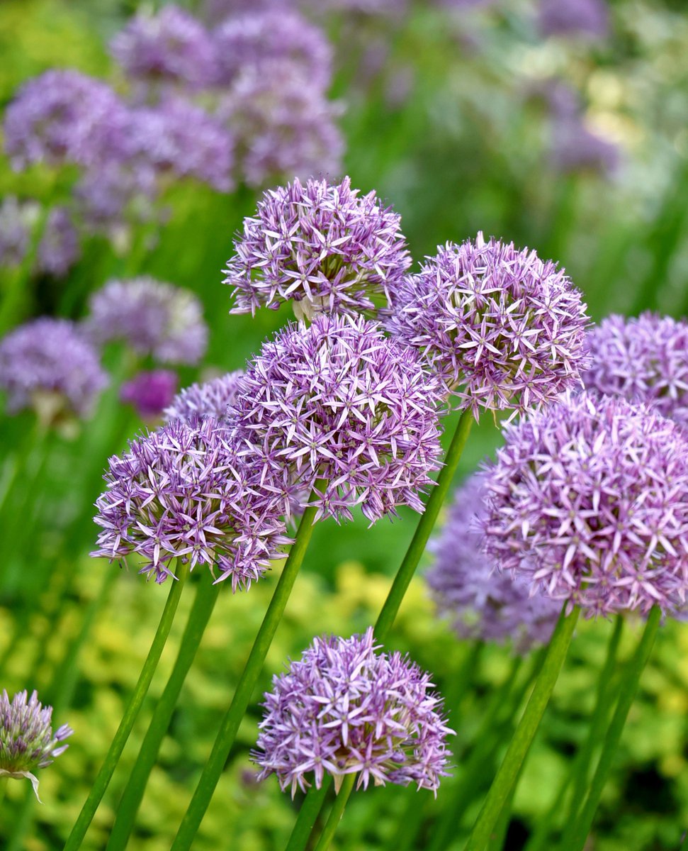 The whimsical flowers of #Allium ‘Globemaster’ hover over the Garden like vibrant lilac lanterns. Perfect for adding height to your garden, they thrive in sunny spots with well-drained soil. Plant them in clusters for a stunning display or mix them with perennials for contrast.