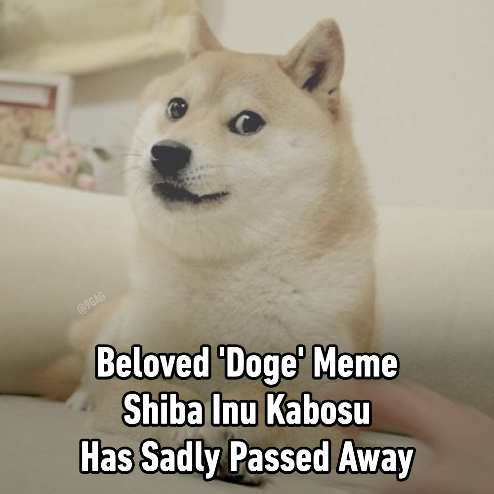 9GAG's tweet image. Goodbye Doge, you will always live through your memes! R.I.P.