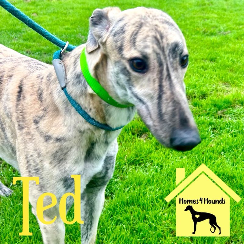 Ted is a rather stunning looking boy with a personality to match. Nothing has fazed this boy since his arrival with us. He’s not even 2yo yet and decided a sofa was better than this racing malarkey
