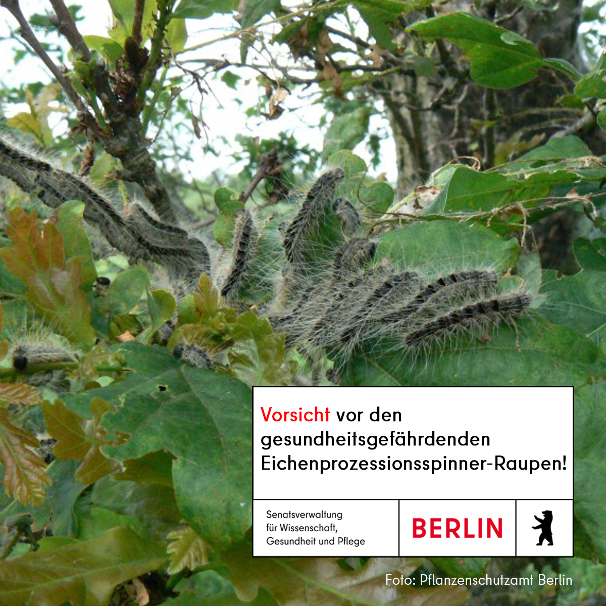 📢Vorsicht vor den Raupen des #Eichenprozessionsspinner|s ! In den nächsten Wochen heißt es: auf Warnhinweise achten, befallene Eichen meiden, die Raupen nicht berühren! berlin.de/sen/wgp/presse…