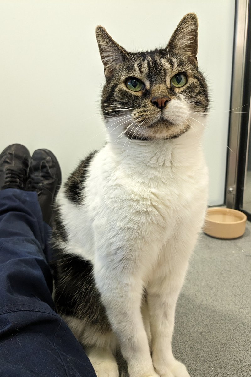 It's time to shine the spotlight on some of our wonderful cats who are looking to find their new homes! 💙🐱 😻 Sailor Taylor has been with us for over 100 days! This adorable cat loves attention, and will quickly become a lovebug. Learn more here 👉 bit.ly/4dQR36k