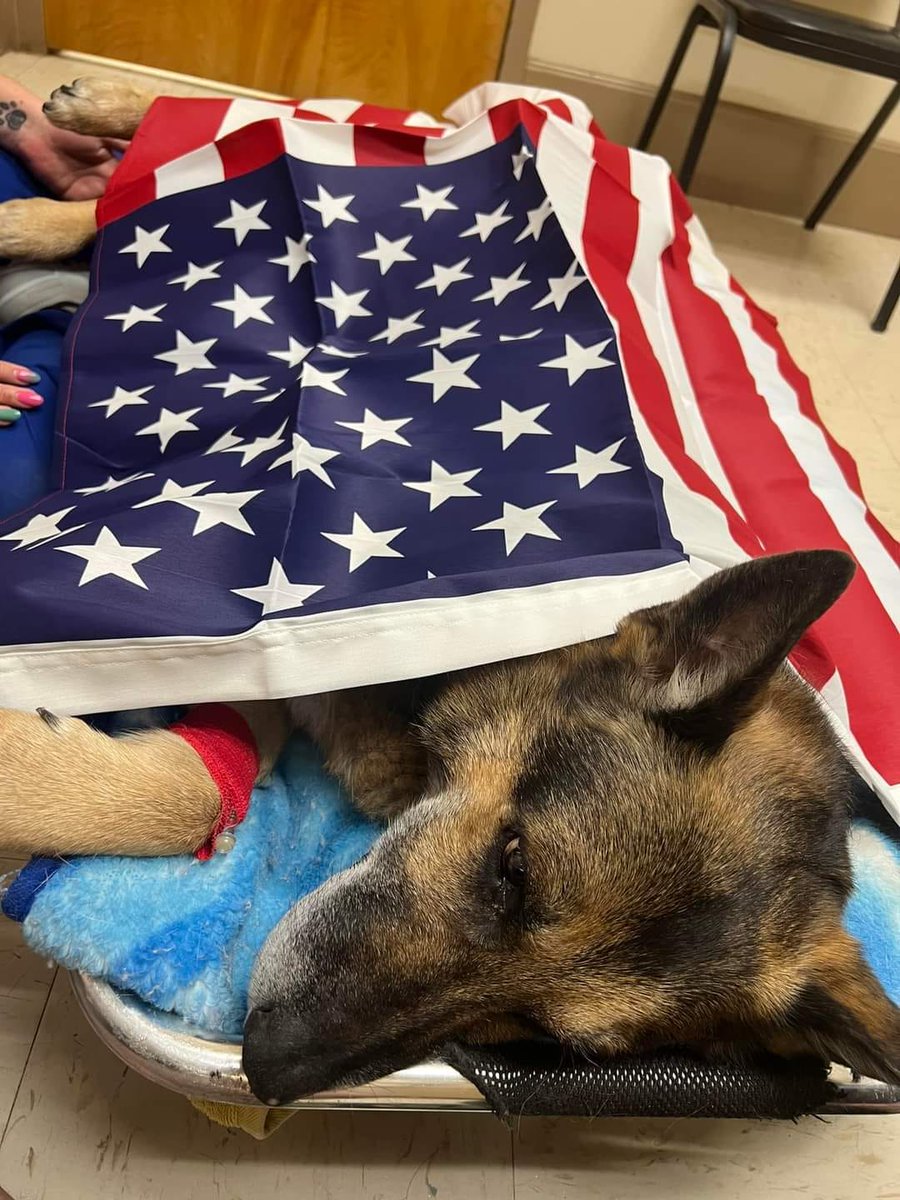 🇺🇸 Rest in Peace K9 Ace 🐕

Unfortunately K9 Ace has passed away. K9 Ace fought as hard as he could after emergency surgery to remove his spleen due to a mass on it. We are devastated to report this as the update. Please keep his family in your thoughts and prayers as they