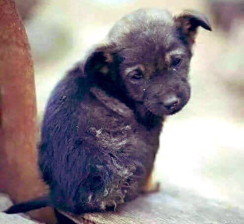 O bir KŌPEK olduğunun hep farkında.

Önemli olan sen bir İNSAN olduğunu 

Ne zaman HATIRLAYACAKSIN ?!

 #sokakhayvanlarisahipsizdeğil 
#SokaktayımYanındayım ❤️