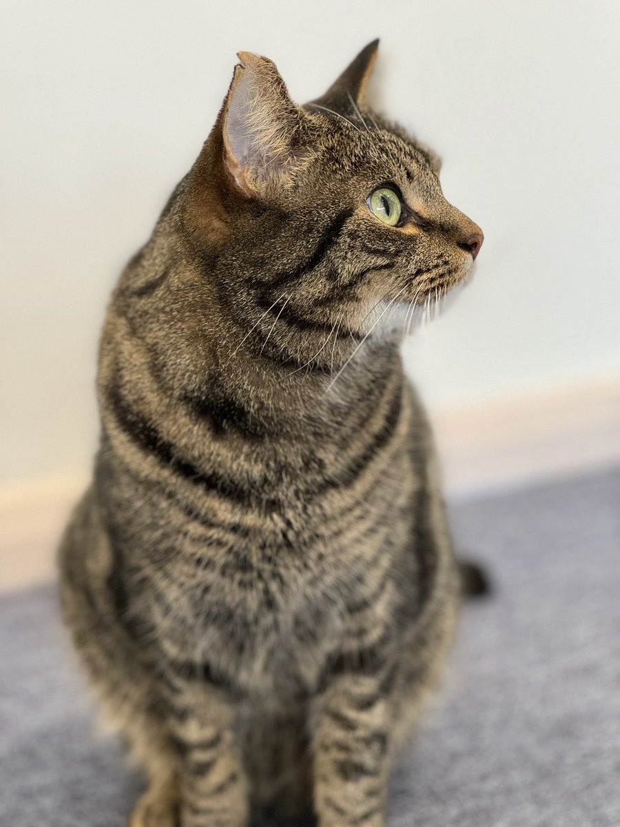 Happy Friday from Rex the JIC #ScienceCat 🧪🐾 #LifeAtJIC @NorwichResearch