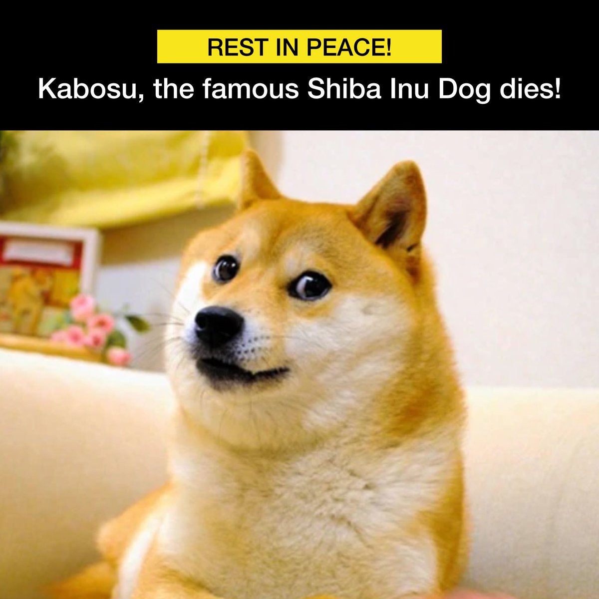 Popular Japanese dog Kabosu, the face of Dogecoin and memes, has died at the age of 18. She was one of the most famous dogs in the world.

Kabosu’s viral meme picture inspired the creation of dogecoin (DOGE) in 2013. 

Rest in peace 🕊️
#kabosu #meme #dogecoin #nonextquestion