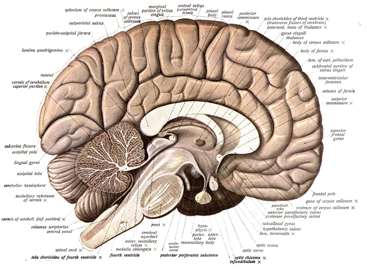 Beautiful mid-sagittal section of the brain from Johannes Sobotta's atlas of human anatomy, 1st published in 1904 #anatomy #histmed #historyofmedicine #pastmedicalhistory