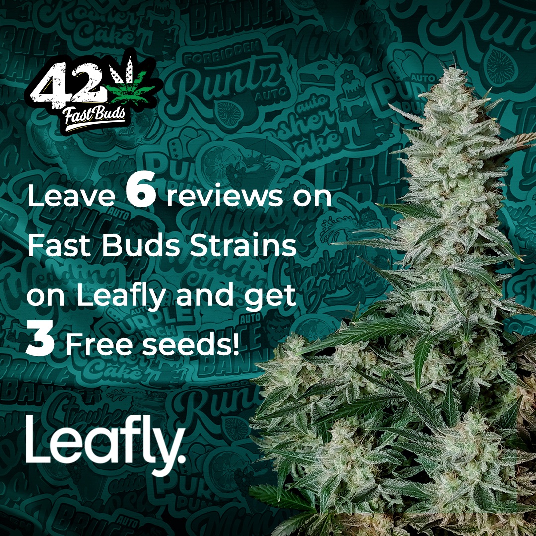 We want to know your opinion! Share your experience with our strains on Leafly. Don't forget to choose the effects and describe the smell and flavour! We offer 3 free seeds for 6 reviews on these strains: 1) leafly.com/strains/banana… 2) leafly.com/strains/strawb… 3)
