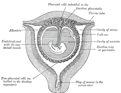 Sectional plan of the gravid uterus in the third and fourth month, from 1918 edition of Gray's Anatomy by Henry Vandyke Carter #anatomy #histmed #historyofmedicine #pastmedicalhistory