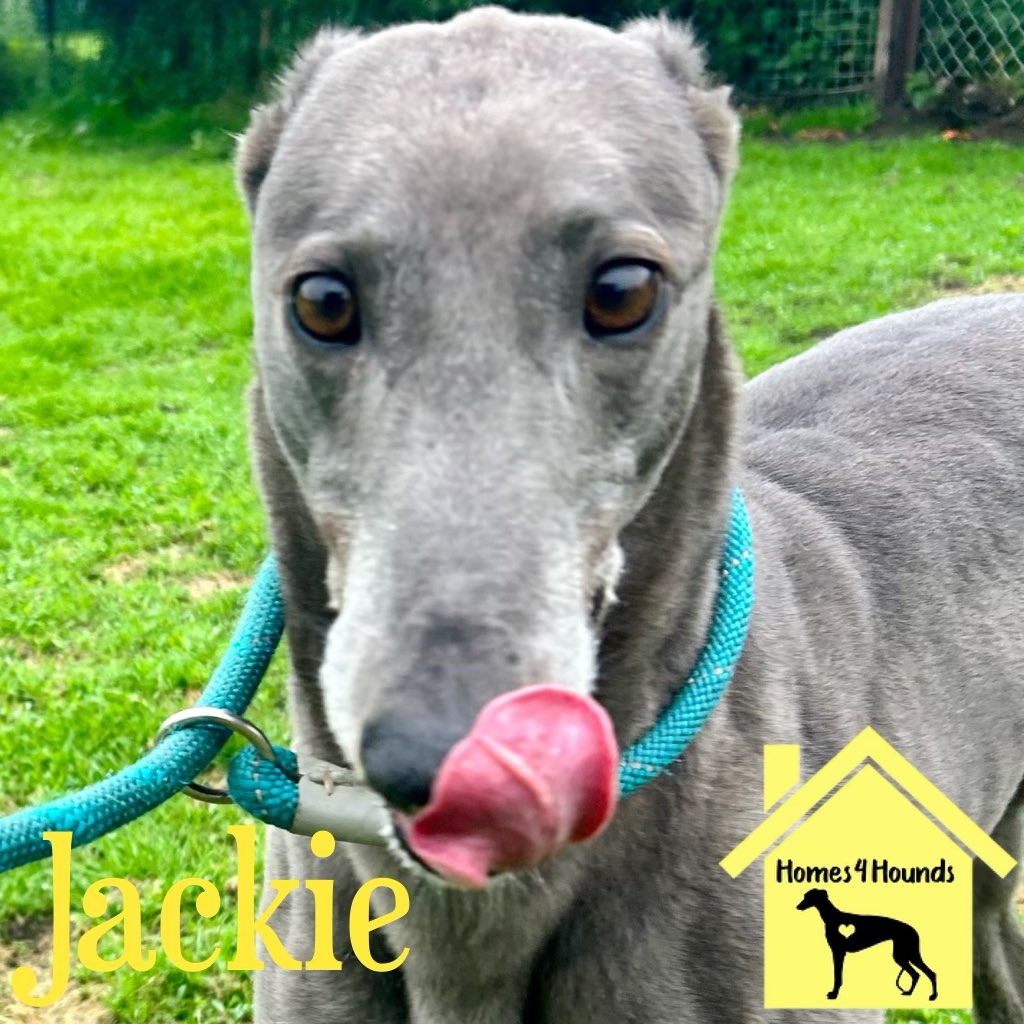 You have heard of the cheeky girls now here is our very own cheeky girl Jackie. Soon to be 6yo and has been straightforward as they come