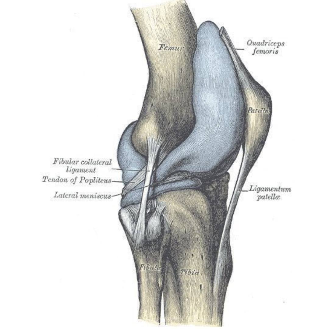 Anatomy of the knee from 1918 edition of Gray's Anatomy by Henry Vandyke Carter #histmed #anatomy #historyofmedicine #pastmedicalhistory