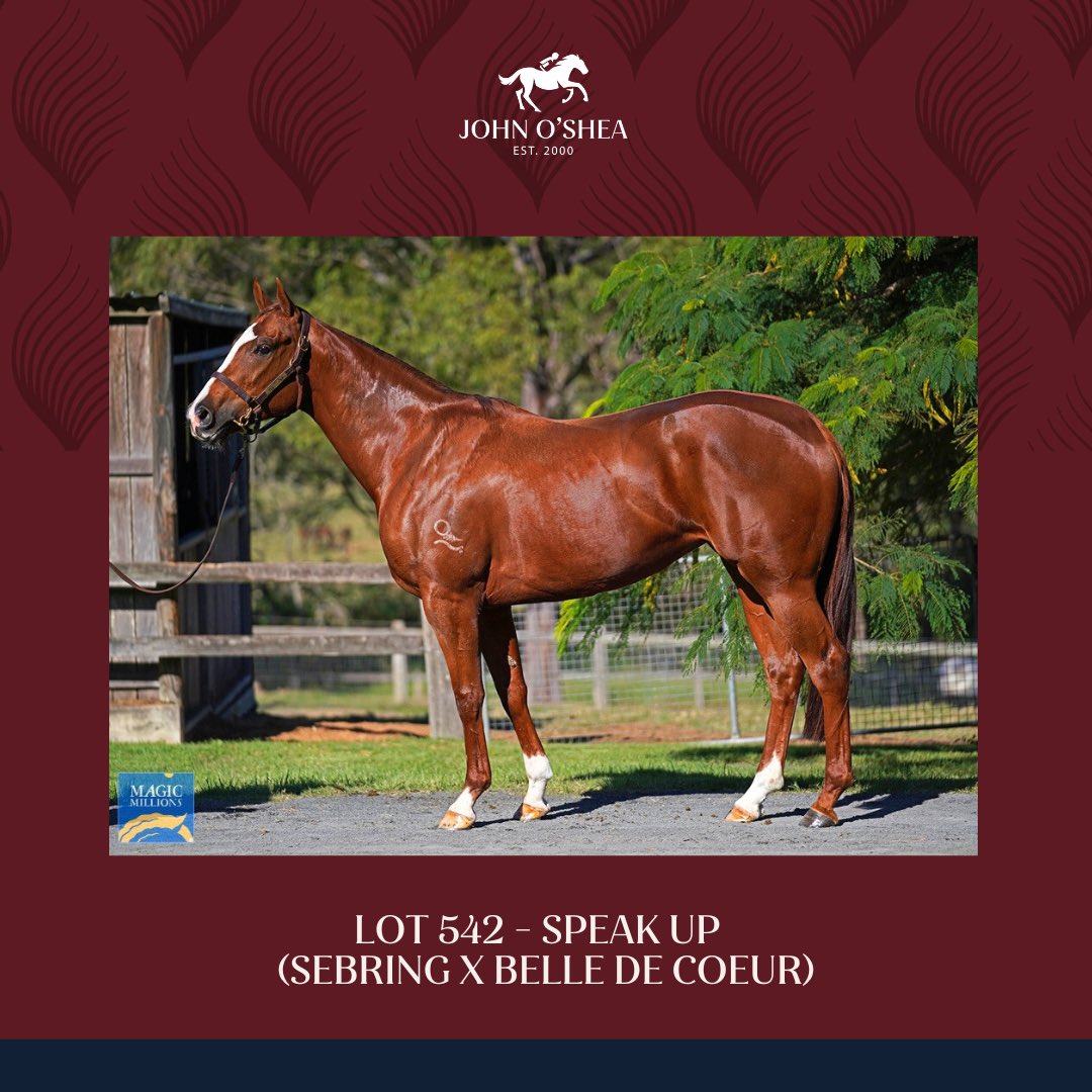 We have three very exciting entries in this year’s @mmsnippets National Broodmare sale, all being sold with racing upside and residual value for life in the barn through the Blue Sky Consignment draft 🏇 To find out more information visit: johnoshea.com.au/gold-coast-bro…