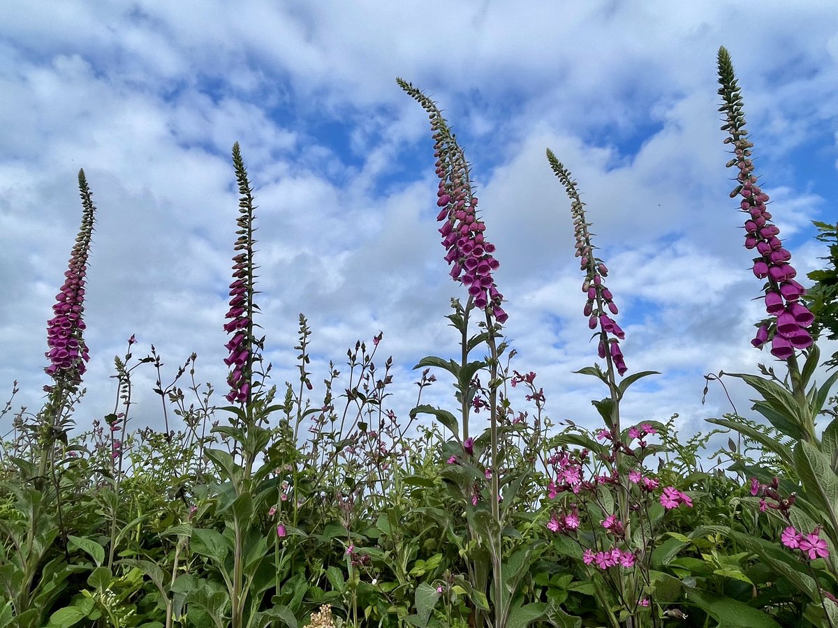 Pretty foxgloves and busy bees in the Cornish hedgerow this morning.