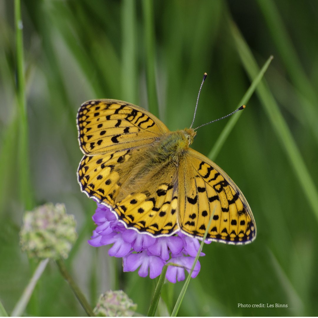 Join us at #Gilfach, to help identify butterflies in the flower rich pastures by the River Marteg. 📆 26th June, 11am. 🌤️ If it is a sunny day, we hope to spot some fritillary species fluttering about! 👉 rwtwales.org/events/2024-06…