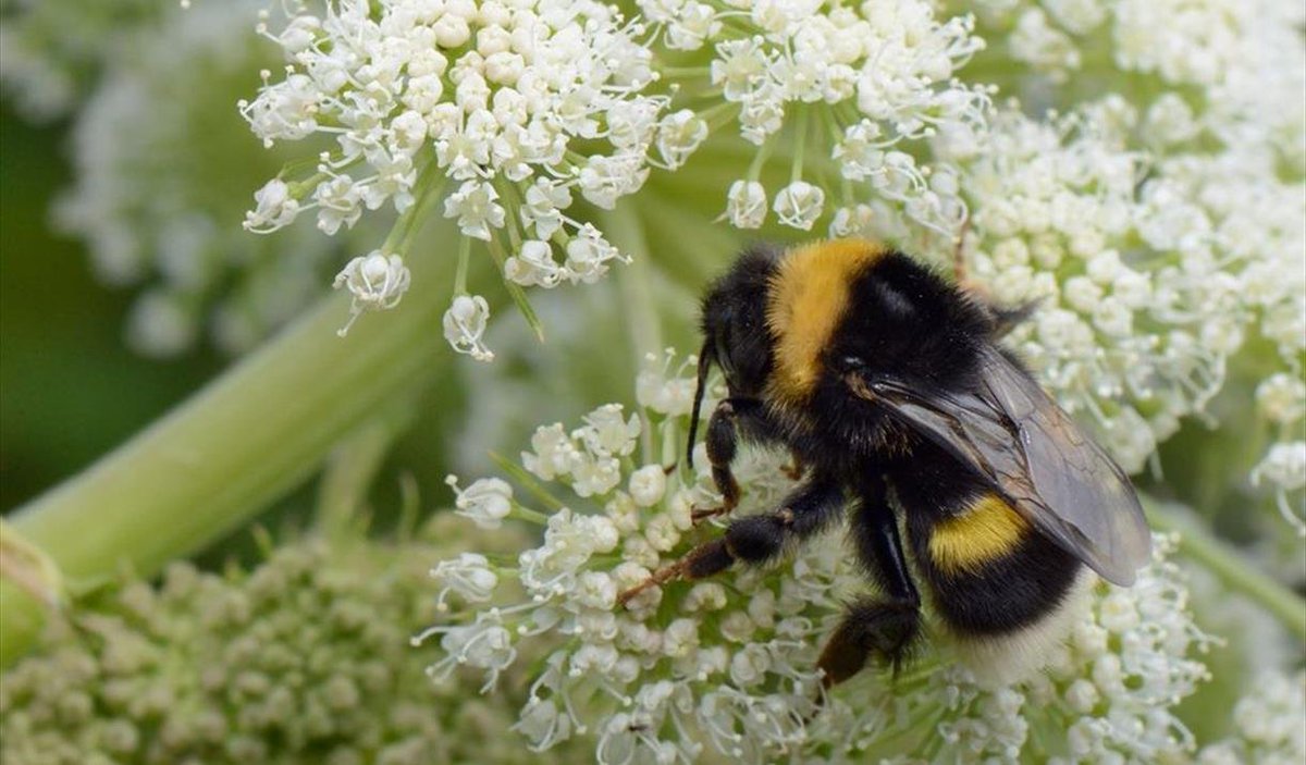 🐝Follow the bee trail around @NTEastRidd in Keighley this #HalfTerm and discover amazing facts about these wonderful insects. Try all of the activities in the gardens, and then see if you can find the hidden bees inside the hall. visitbradford.com/whats-on/buzzi… #VisitBradford