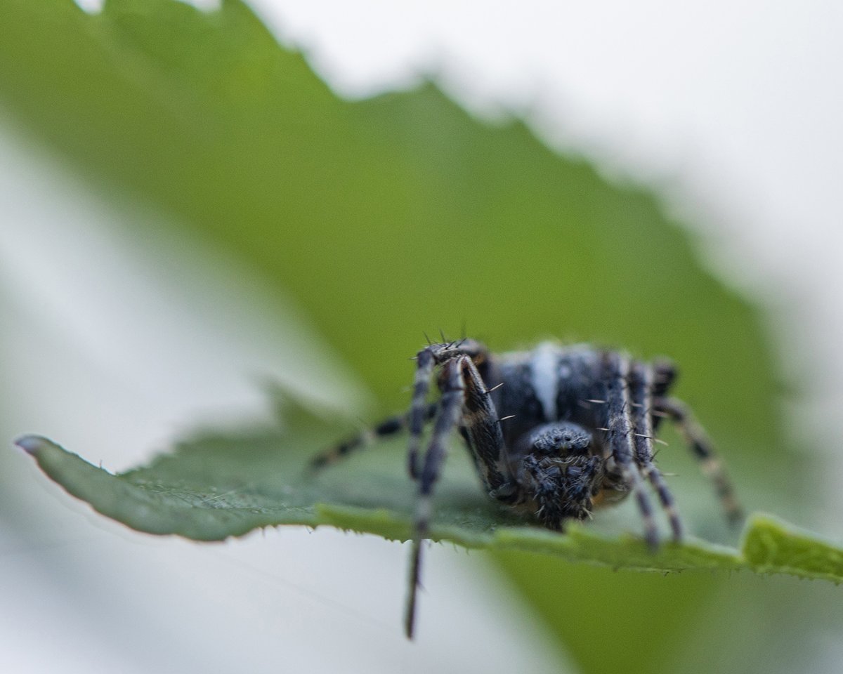 Goedemorgen! Gefascineerd ben ik door #spinnen. Meestal 8 ogen & poten, de kunst van hun webdesign, maar ook lekker chillen op een blad. Ik wens jullie een kunstige vrijdag met chillmomenten!🕷️🕸️ 🍃 #mei_nmooistefotos @bosw8er_jochem #WeekVanDeBiodiversiteit @KNNV2ehandsboek