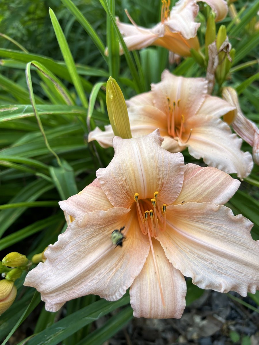 #FlowersOnFriday is a gorgeous Hemerocallis with a happy incoming bee 😃🐝 #Daylily #Flowers #Gardening #Bees #FlowerPhotography #SaveTheBees #GardeningForBees