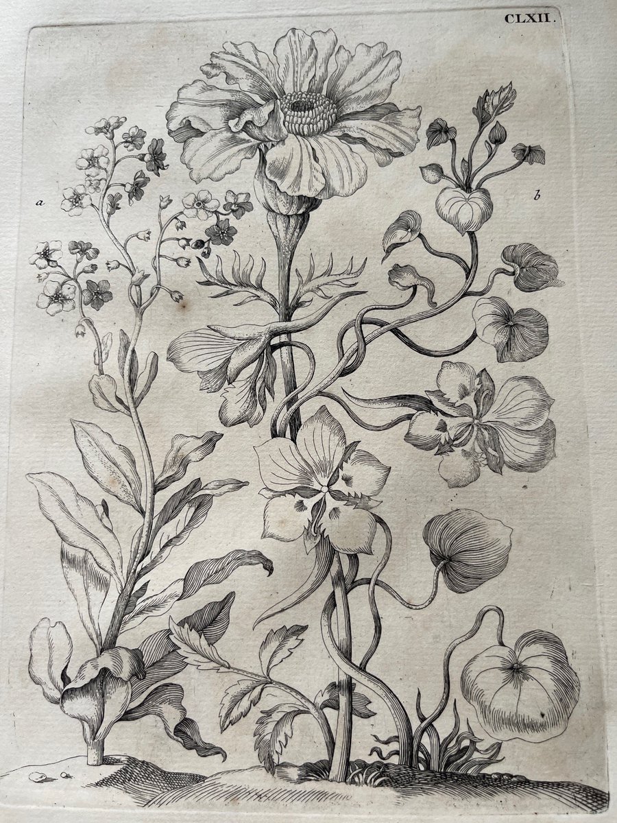 Stunning #etchings of #Suriname insects by German ecologist and botanical illustrator Maria Sibylla Merian (d.1717). Merian's observations brought new scientific knowledge to Western science and challenged the idea of spontaneous generation.  @BlicklingHallNT