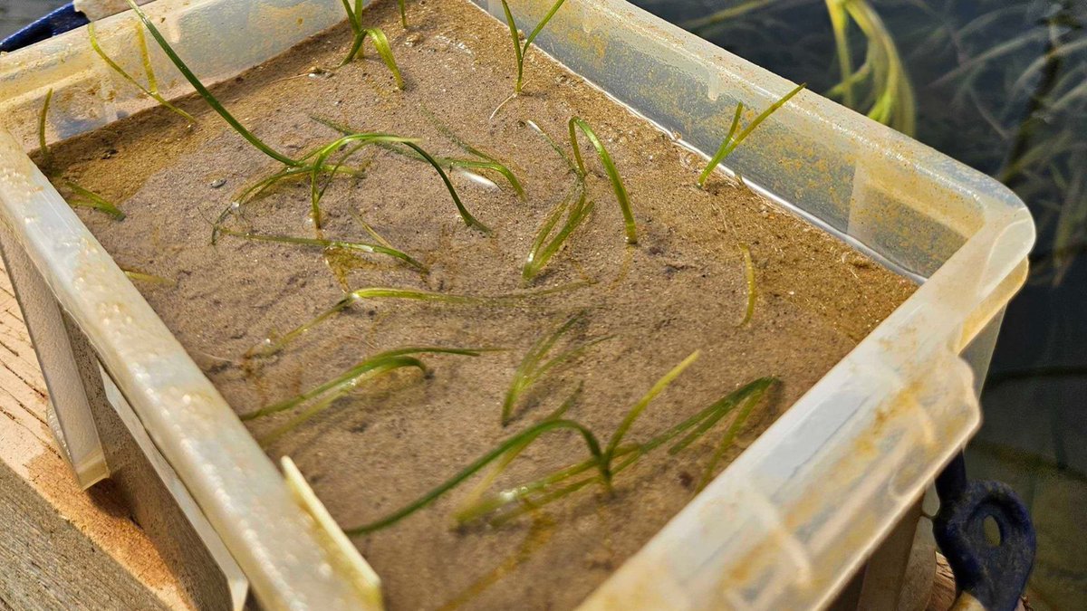 2 years ago today we planted the first Zostera marina seeds at our #seagrassnursery.

This was the start of a journey to investigate the conditions needed to propagate seeds within a nursery environment. 

2 years later we have seedlings from those plants growing on site! 🌱