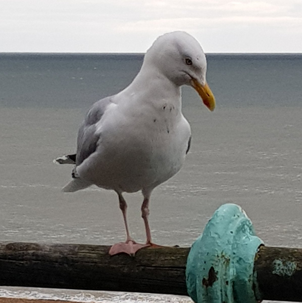 #OffMyBeatenTrack on the sea front in Brighton.  Meet the sausage roll thief - not mine, someone else's. He was certainly eyeing my lunch intensely, though.   
author.to/JacquesForet

📚📔#CosyCrime #JacquesForêtMysteries #Kindle #KU #JamesetMoi