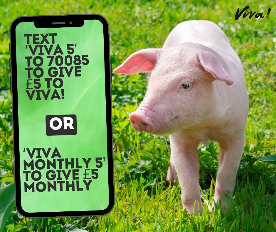 Donating is now easier than ever 🤩 Text 'VIVA 5' to give £5 to Viva! or... 'VIVA MONTHLY 5' to give £5 monthly! (texts cost standard network rate + donated amount) 🌱