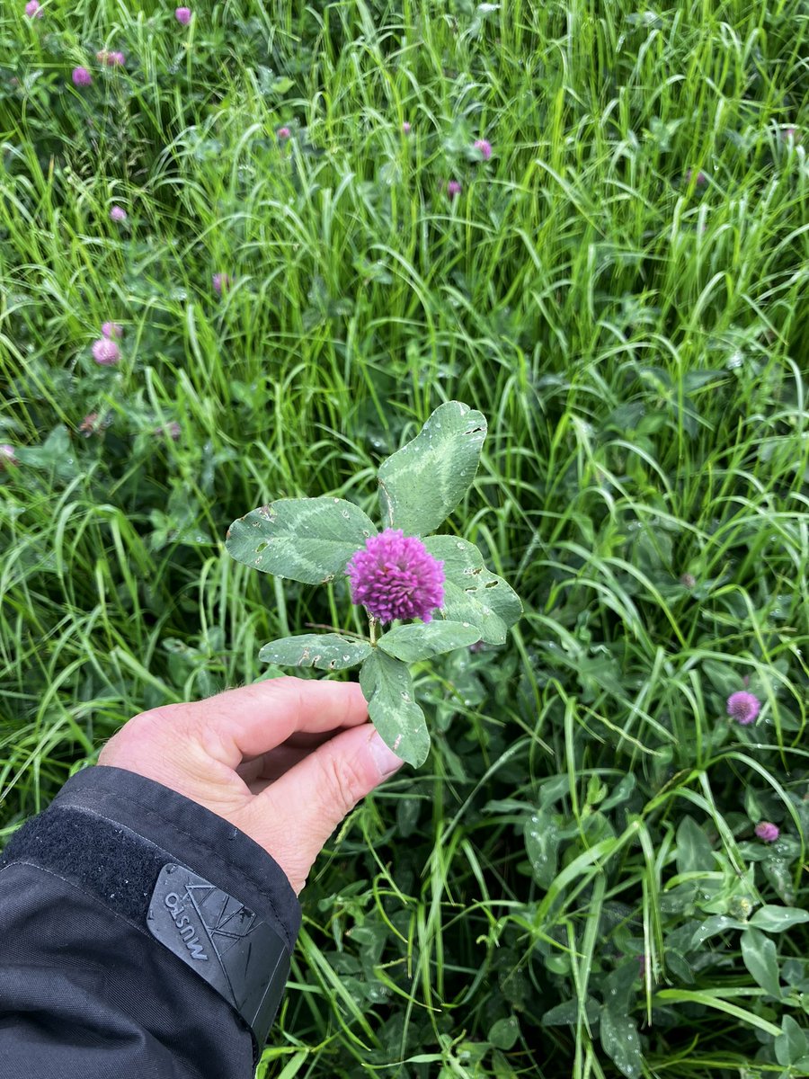 Looking at an AberClaret sward on farm in Wales .The weather and contractor availability is creating problems with heading dates causing quality issues!!