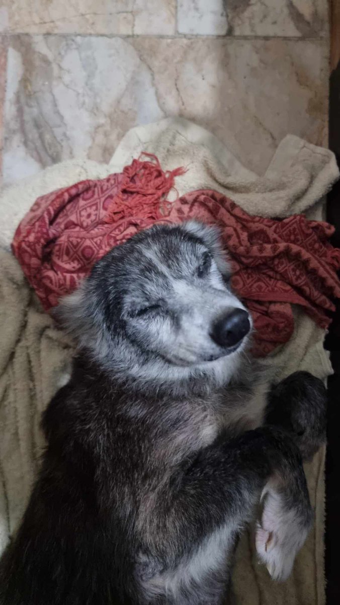 MangKanour's tweet photo. Rest in Peace, かぼちゃん！ Please play with my dog, Baby Girl, up there! https://t.co/NbwupEnD60