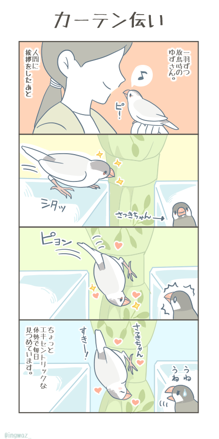 カーテン伝い。

 #漫画が読めるハッシュタグ #Buncho #文鳥 
