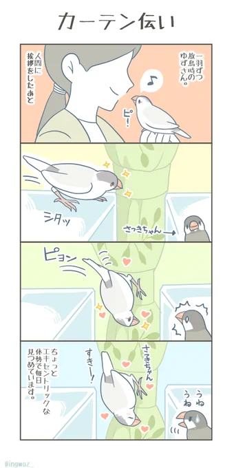 カーテン伝い。

 #漫画が読めるハッシュタグ #Buncho #文鳥 